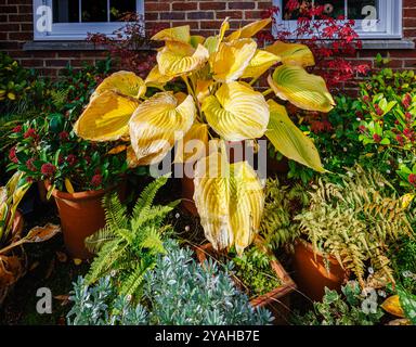 De grandes feuilles jaunes dorées de Hosta 'sum and substance' mourant parmi des pots de fleurs mélangés dans un jardin en automne, Surrey, au sud-est de l'Angleterre Banque D'Images