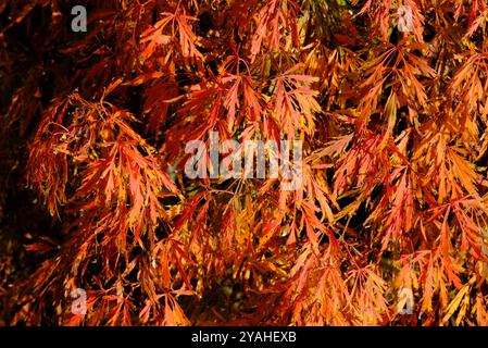 arbre miniature acer palmatum dissectum nain dans le jardin anglais, norfolk, angleterre Banque D'Images