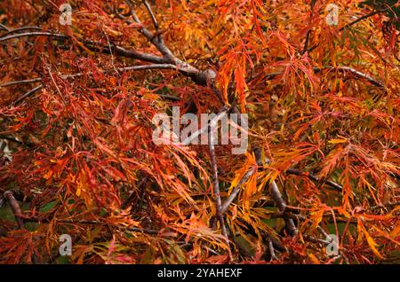 arbre miniature acer palmatum dissectum nain dans le jardin anglais, norfolk, angleterre Banque D'Images