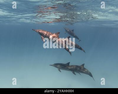 Groupe de dauphins spinner nageant dans la mer bleue sous l'eau Banque D'Images