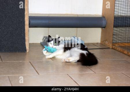 Un chat noir et blanc est tranquillement allongé sur un sol carrelé, profitant de son temps au soleil comme il regarde avec satisfaction autour de la pièce Banque D'Images