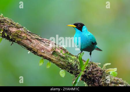 Homme de miel vert (Chlorophanes spiza) perché sur une branche, Costa Rica. Banque D'Images