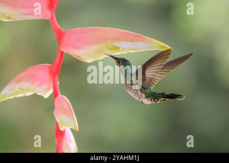 Femelle jacobine à col blanc (Florisuga mellivora) nourrissant du nectar sur une fleur d'Heliconia (Heliconia latispatha), Costa Rica. Banque D'Images