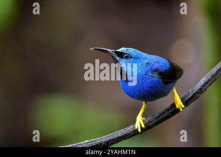 Lucide de miel brillant (Cyanerpes lucidus) mâle adulte perché sur une branche, Costa Rica. Banque D'Images