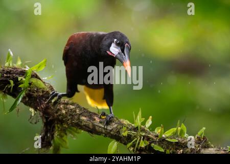 Montezuma Oropendola (Psarocolius montezuma) perché sur une branche, Costa Rica. Banque D'Images