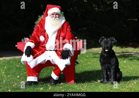 28.09.2024, Neuenhagen, Brandenburg, GER - Weihnachtsmann sitzt im Garten auf einem Stuhl, neben ihm ein Riesenschnauzer. MRyes, Avent, Adventszeit, aussen, Aussenaufnahme, Blick in die Kamera, Blickkontakt, Brandebourg, Noël, Deutsch, Deutschland, Europa, europaeisch, Garten, Gesellschaft, Haushund, Haustier, Heiligabend, Heimtier, Herbst, humour, Hund, Jahreszeit, Kamerablick, Kostuem, kostuemiert, lustig, Mann, Mensch, Neuenhagen, Nikolaus, personne, Portraet, Portrait, QF, Querformat, Riesenschnauzer, sitzend, sitzt, Stuhl, Tier, Tierhaltung, verkleidet, Verkleidung, Vorweihnachtszeit, Banque D'Images