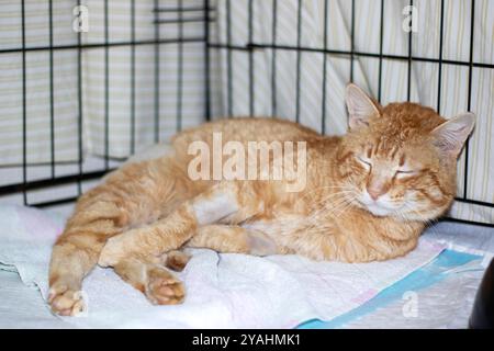 Un chat orange est confortablement allongé sur une serviette douce à l'intérieur d'une cage qui lui sert d'espace de repos Banque D'Images