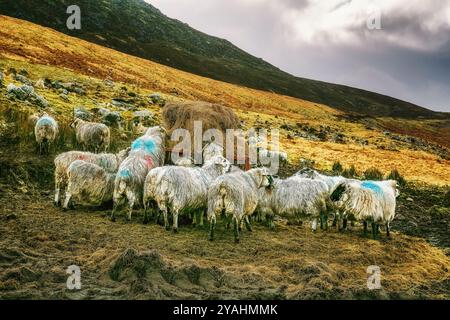 Un groupe de moutons paissent sur une colline. Ils mangent du foin d'une balle qui est au milieu de l'image. Il y a une montagne en arrière-plan Banque D'Images