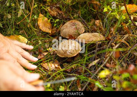 Cueillette des champignons. Le forestier récolte les champignons dans la forêt. Récolte de champignons sauvages. Randonnée au parc forestier Banque D'Images