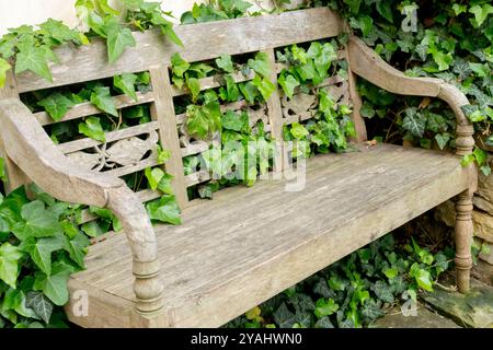 Un banc en bois dans un jardin poussant à travers le lierre Banque D'Images