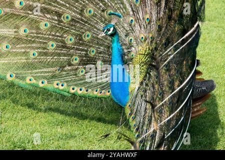Paon indien Pavo cristatus Bleu Peafowl mâle Peacock affichant sa queue Banque D'Images