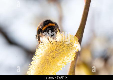 10.03.2024, Allemagne, , Berlin - Bumblebee cueillant le nectar d'un saule en fleurs catkin. 00S240310D717CAROEX.JPG [AUTORISATION DU MODÈLE : NON APPLICABLE, PR Banque D'Images