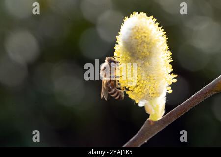 10.03.2024, Allemagne, , Berlin - abeille à miel ramassant le nectar d'un saule de chèvre en fleurs. 00S240310D720CAROEX.JPG [AUTORISATION DU MODÈLE : NON APPLICABLE, PROP Banque D'Images