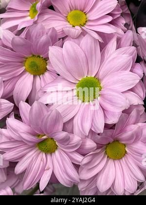 Fleurs de Marguerite mauve Banque D'Images