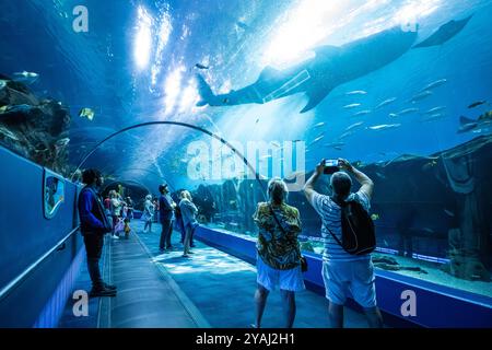 Un requin baleine géant glisse dans l'eau au-dessus des visiteurs à l'exposition Ocean Voyager de l'Aquarium de Géorgie dans le centre-ville d'Atlanta, Géorgie. (ÉTATS-UNIS) Banque D'Images