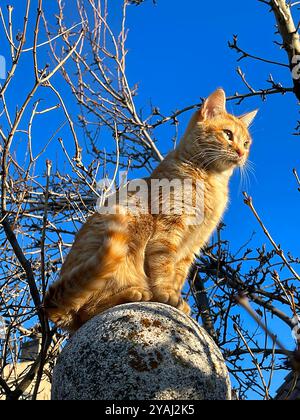 Chat tabby orange assis sur une boule de pierre. Banque D'Images