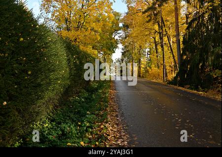 Cette scène automnale sereine capture une route tranquille bordée de haies denses et vertes d'un côté et de grands arbres aux feuilles jaunes dorées de l'autre. Falle Banque D'Images