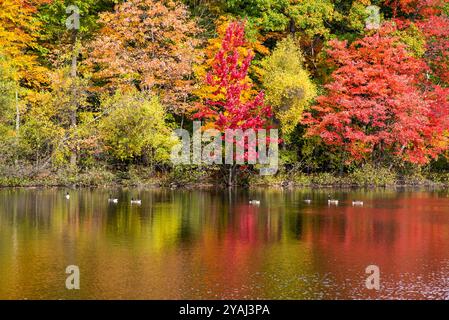 Mont St-Bruno, Canada - 13 oct. 2024 : saison d'automne colorée au Lac Moulin sur le Mont St-Bruno Banque D'Images