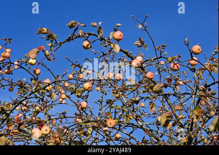 La photo capture les branches d'un arbre fruitier chargé de petites pommes mûres posées sur un ciel bleu clair et éclatant. Les branches sont légèrement Banque D'Images