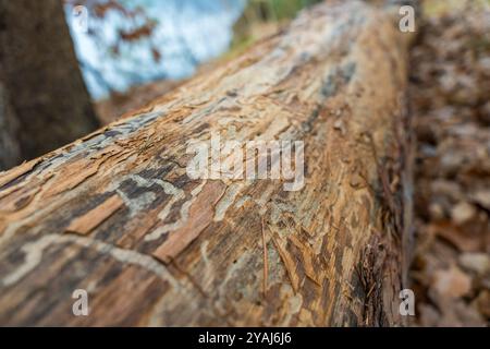 Une vue rapprochée détaillée de l'écorce d'arbre rugueuse dans une forêt tchèque, partiellement mangée par un insecte. Banque D'Images