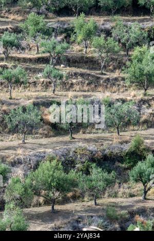 Rangées de jeunes oliviers poussant dans une oliveraie ou des terrasses d'oliviers sur l'île grecque de Zante ou Zakynthos en Grèce Banque D'Images