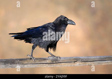 Corbeau commun (Corvus corax) en vue latérale marchant sur une balustrade en bois Banque D'Images