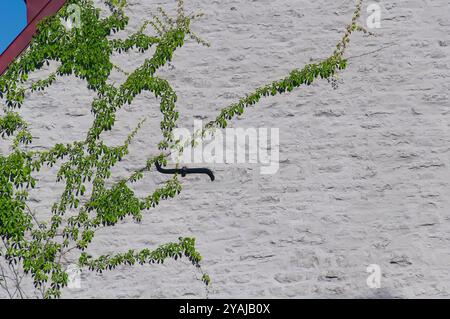 Vigne Virginia Creeper poussant sur l'extérieur d'un bâtiment dans la ville de québec canada Banque D'Images