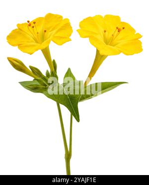 Fleurs jaunes beauté de la nuit isolées sur fond blanc Banque D'Images