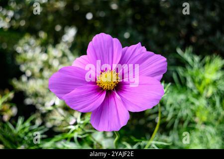 Fleur de cosmos de jardin rose sur fond flou Banque D'Images