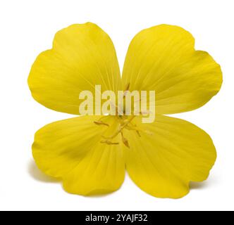 Fleurs d'onagre commune isolated on white Banque D'Images