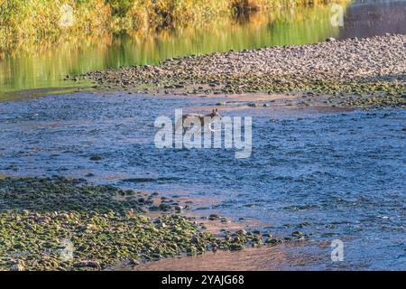 Coyote dans la rivière Salt près de Phoenix, Arizona Banque D'Images