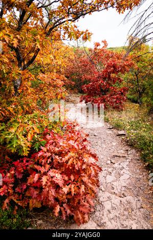 Sentier menant dans les bois en automne Banque D'Images