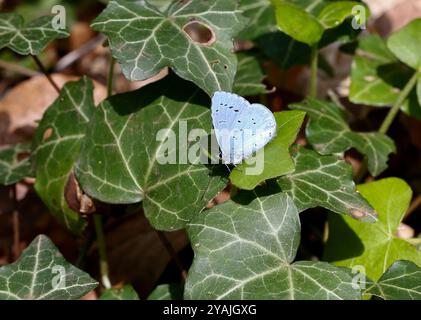 Papillon bleu houx reposant sur Ivy - Celastrina argiolus Banque D'Images