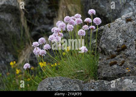 Seeschlän, Seeschlän, Seeschlän, Seeschlän, Sechlän, Sechlän, Sechlän, Sechlän, Armeria maritima, thrift, Thrift commun, thrift de mer Banque D'Images