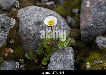 Gletscher-Hahnenfuß, Gletscher-Hahnenfuss, Ranunculus glacialis, Beckwithia glacialis, glacier Buttercup, glacier crowfoot, la renoncule des glaciers Banque D'Images