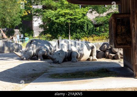 Deux grands rhinocéros se trouvent à l'ombre sous un arbre et dorment Banque D'Images