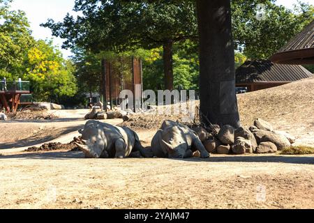 Deux grands rhinocéros se trouvent à l'ombre sous un arbre et dorment Banque D'Images