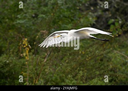 Une Grande aigrette blanche avec des ailes déployées et volant dans les airs Banque D'Images