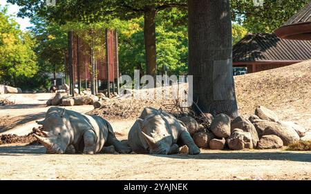 Deux grands rhinocéros se trouvent à l'ombre sous un arbre et dorment Banque D'Images