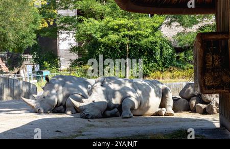 Deux grands rhinocéros se trouvent à l'ombre sous un arbre et dorment Banque D'Images