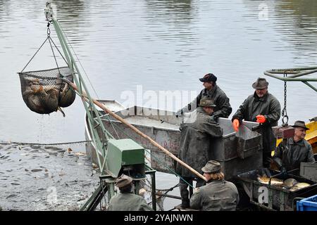 Brezina, République tchèque. 14 octobre 2024. Pêcheurs tirant du poisson d'un étang lors de la pêche traditionnelle des carpes dans l'étang de Zabakor à Brezina, République tchèque. Le transport des carpes a lieu une fois par an à l'automne. En République tchèque, c'est une méthode de pêche traditionnelle. Les carpes sont gardées vivantes jusqu’à ce qu’elles puissent être vendues 3-4 jours avant Noël le 24 décembre. La carpe est un repas de Noël traditionnel et populaire. L'étang de Zabakor, avec une superficie de 45 hectares, est le plus grand étang de la zone paysagère protégée du Paradis de Bohême. Crédit : ZUMA Press, Inc/Alamy Live News Banque D'Images