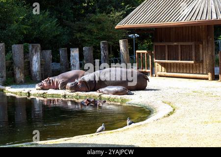 Deux grands hippopotames se reposent au bord de l'étang par une journée ensoleillée Banque D'Images