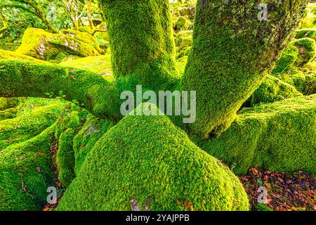 Chênes sessiles et moss en Wistman's Wood Devon Dartmoor England UK GB British Isles Banque D'Images