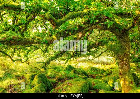 Chênes sessiles et moss en Wistman's Wood Devon Dartmoor England UK GB British Isles Banque D'Images