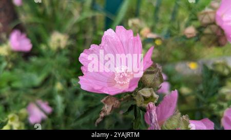 Une fleur rose avec un centre blanc est dans un jardin Banque D'Images