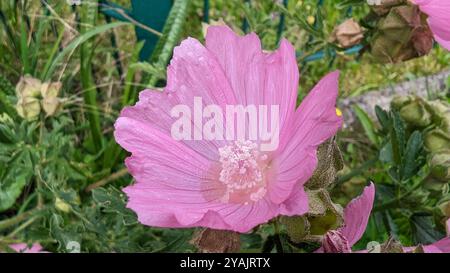 Une fleur rose avec un centre blanc est dans un jardin Banque D'Images