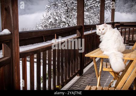 chat blanc moelleux dans un matin d'hiver regarder le photographe et la neige Banque D'Images