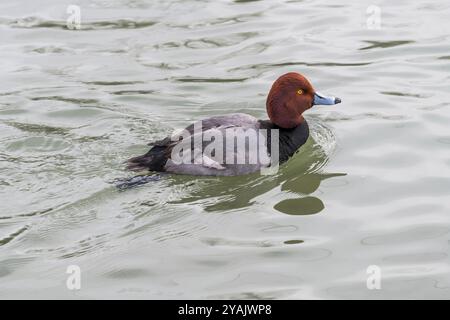 Homme pintailed (Aythya valisineria)en étang, en hiver, tourné à l'écomusée, parc zoologique à Sainte-Anne de Bellevue, Québec, tourné à l'écomusée, Banque D'Images