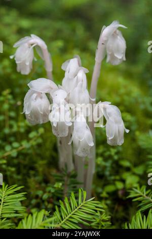 Monotropa uniflora, également connu sous le nom de plante (ou ghost ghost pipe), Indian pipe ou usine de cadavre, Placentia Terre-Neuve Banque D'Images