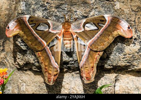 Papillon Cobra (Attacus Atlas) sur le mur de pierre, le Jardin botanique de Montréal, Québec, Canada Banque D'Images